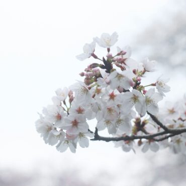 Sakura Flower Closeup