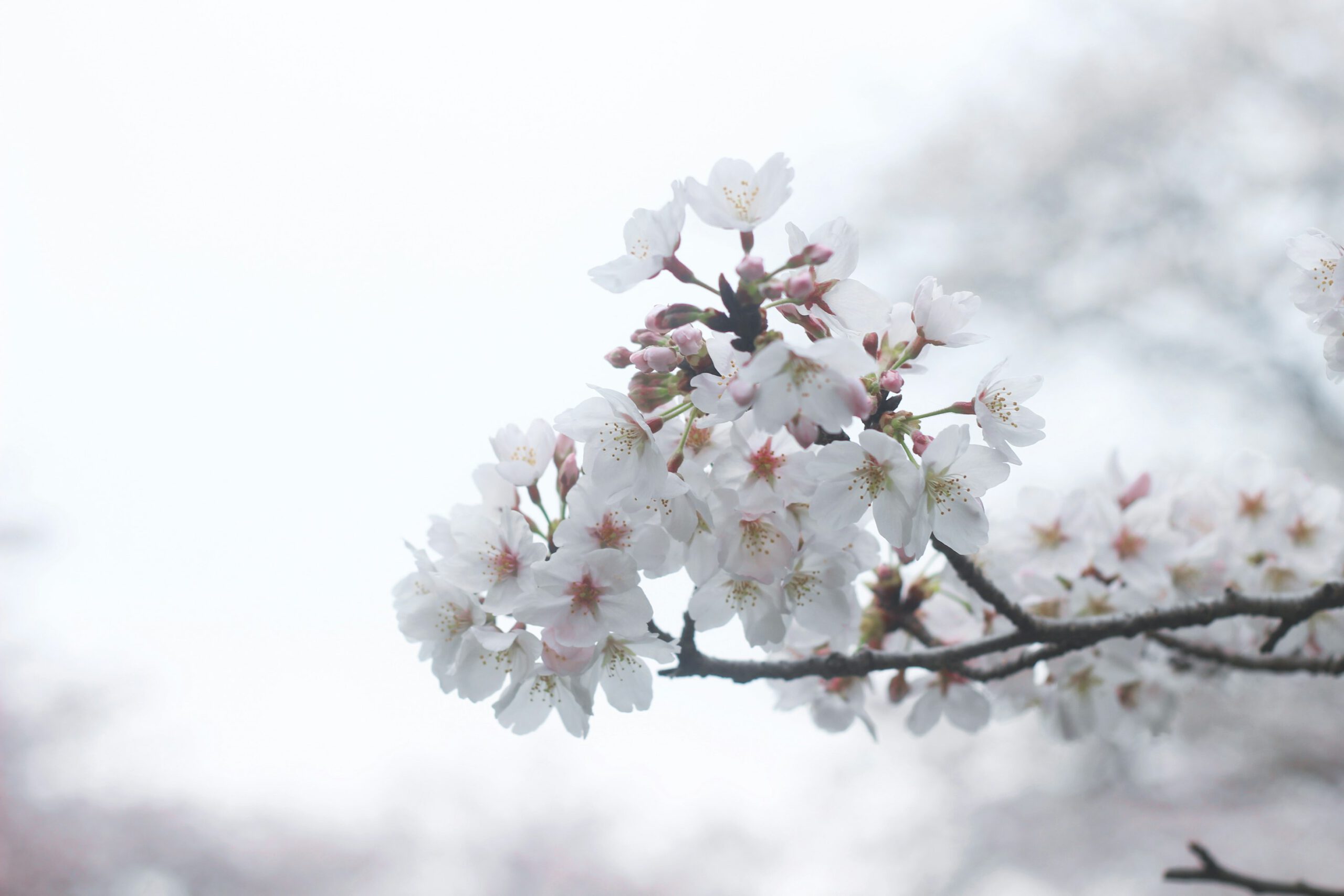 Sakura Flower Closeup